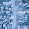 Flora y fauna del valle de Arán durante la temporada de nieve: un ecosistema fascinante