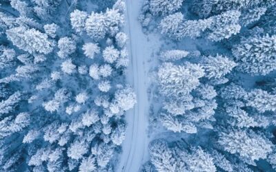Flora y fauna del valle de Arán durante la temporada de nieve: un ecosistema fascinante