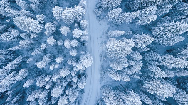 Flora y fauna del valle de Arán durante la temporada de nieve: un ecosistema fascinante